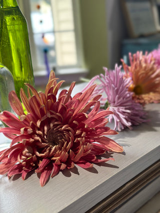Chrysanthemum! The Queen of Autumn Flowers