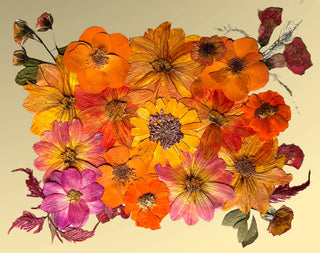 Elevate your space with our exquisite pressed floral preservation pieces, featuring meticulous color correction for vibrant visuals.