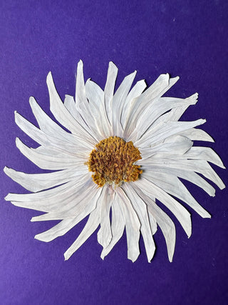 One Reason Why You Need To Have Your Bridal Bouquet Pressed