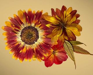 Latest Updates from Our Flower Pressing Studio: PNW Brides This is Your Inspiration for Flower Preservation