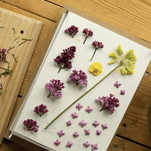 Preserved flowers